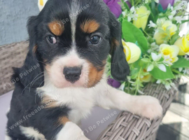 Looking for our forever home