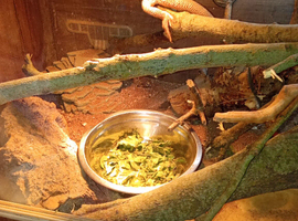 Two bearded dragons female n male