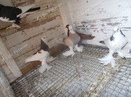 TUBLERS FOR SALE..