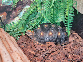 Red foot tortoise and full set up
