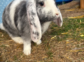 Female lop
