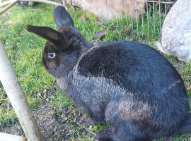 Male short-haired rabbit