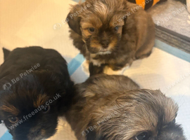 Imperial Shihtzu puppies