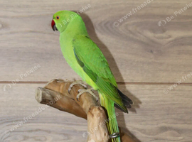 Baby Green Ring necks,10