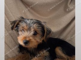 Puppy