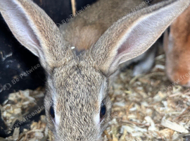Pure bred Rex bunny&rsquo;s