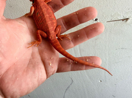Red monster baby bearded dragons