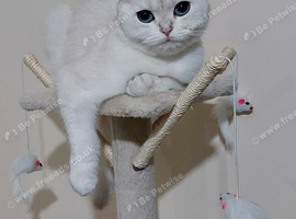 Beautiful Scottish Fold Female, 3 years old