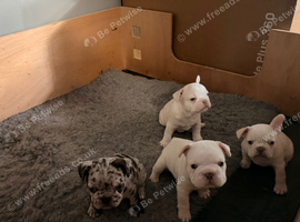 French bulldog puppies