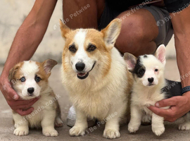 Welsh Pembroke Corgi puppies
