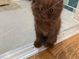 Dark grey tabby kitten