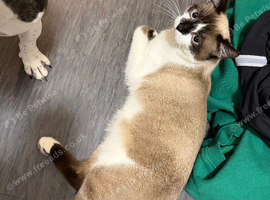 Ozzy ragdoll x snowshoe