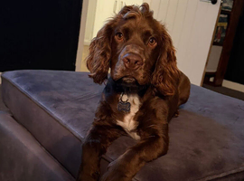 Cocker spaniel 7 months