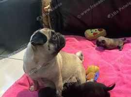 Adorable little fawn and black Pug babies