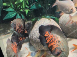 Fish for sale