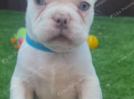 Platinum.blue eyes frenchies