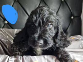 Springer x cockapoo