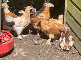Mixed 8 week old chicks