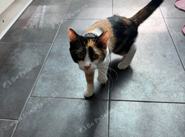 Domestic short hair calico kitten