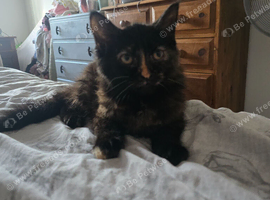 Maine Coon female ( 6 months old )