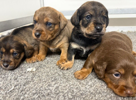 Schnoxie pups ,