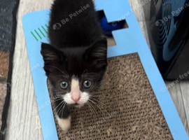 MALE KITTEN READY FOR NEW HOME