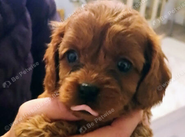 Cavapoo Puppies Red ️!!!.
