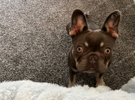 Female French bulldog 1 year old blue/grey