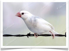 Java sparrows
