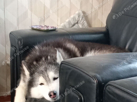 4yr old female husky
