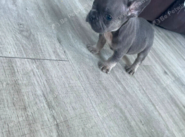 Blue and tan French bulldog