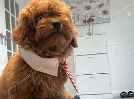 READY NOW CAVAPOO F1BB X ASIAN POODLE