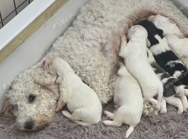 Pups for sale