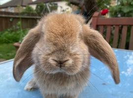 French Lop for sale in London