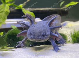 2 year old axolotl