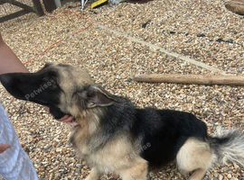 Beautiful Female German Shepherd &ndash; Pup Pup