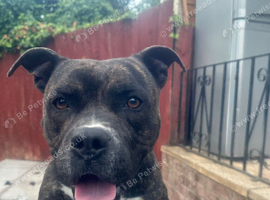 3 year old male staffie