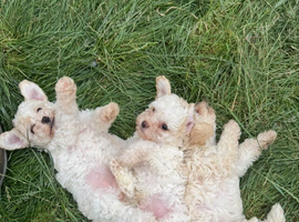 Poochon puppies