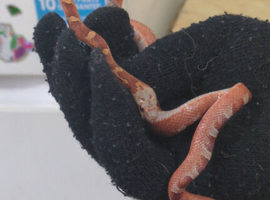 Juvenile Cornsnake cb25