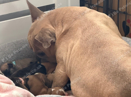 Gorgeous Frenchel puppies (Frenchie x cavalier)