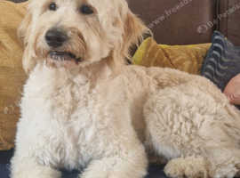 Stunning large goldendoodle for stud