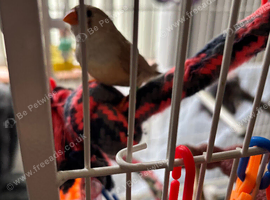 Pair of zebra finches