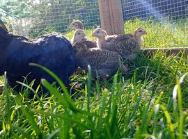 8 lovely guinea fowl keets