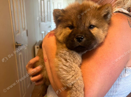 1 Merle Girl Chow Chow Left