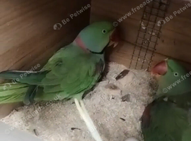 Alexandrian pair (proper breeding pair)