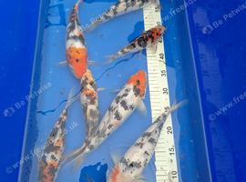 Japanese koi