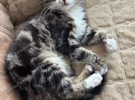 LONG HAIRED TABBY KITTEN GIRL