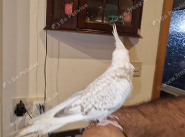 Hand tame baby cockatiel