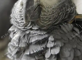 Cock Congo african gray