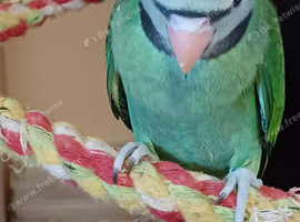 Moushtache Parakeets
